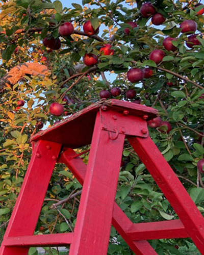 labonte_de_la_pomme_1