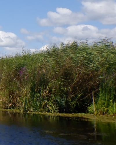 les_amis_de_la_reserve_nationale_de_faune_du_lac_saint_francois_2