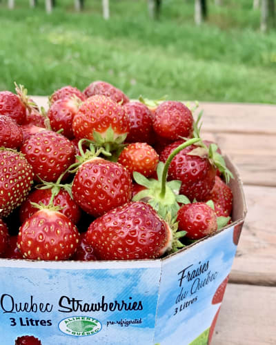 les_fraises_louis_hebert_1