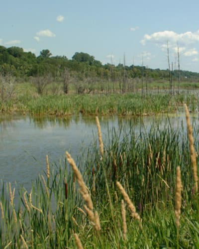 marais_leon_provancher_1