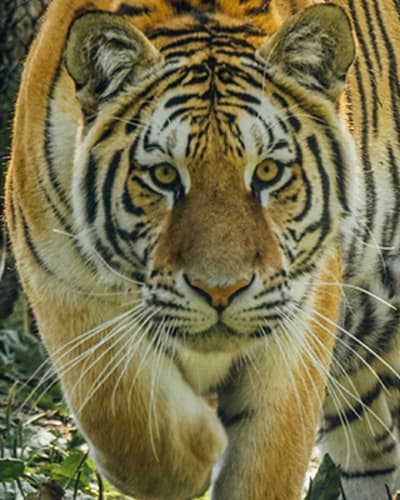 miller_zoo_1