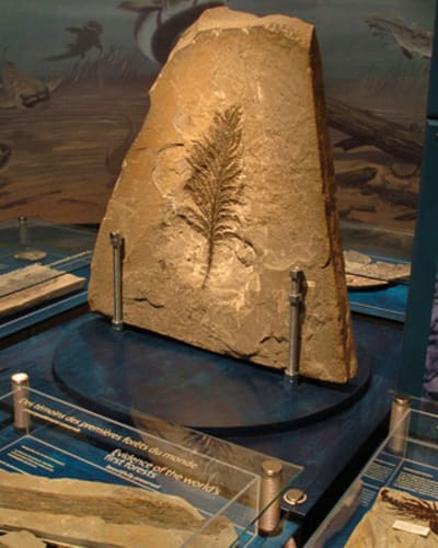 musee_dhistoire_naturelle_du_parc_national_de_miguasha_1