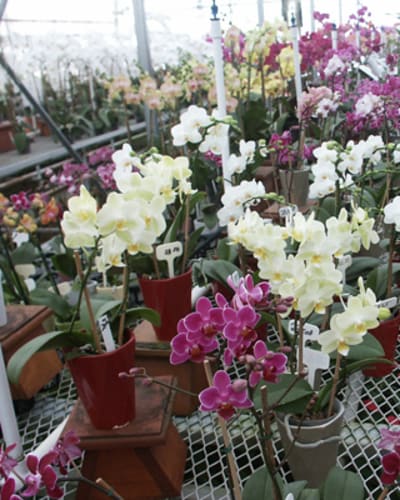 paradis_des_orchidees_1