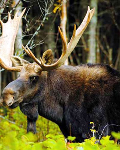Parc national d’Aiguebelle