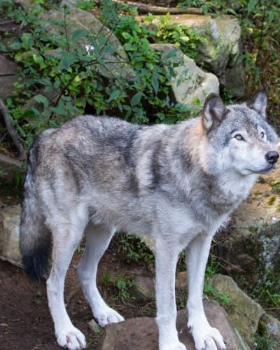 parc_omega_1