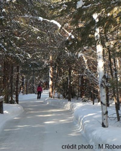 patinoire_en_foret_au_coeur_du_lac_des_loups_1