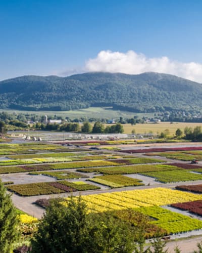 pepiniere_abbotsford_1