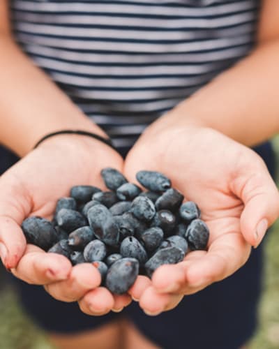 petits_fruits_st_louis_1