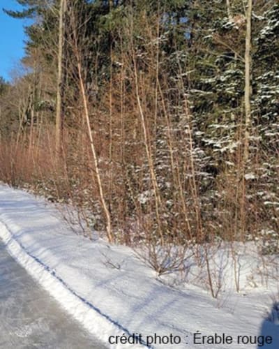 sentier_de_patinage_en_foret_de_lerable_rouge_1