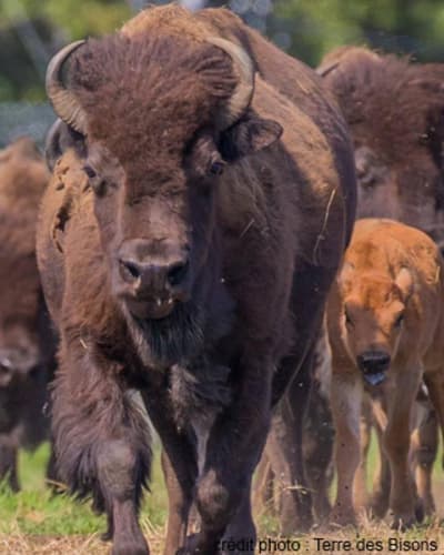 terre_des_bisons_1