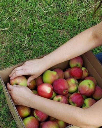 verger_trois_pommes_1