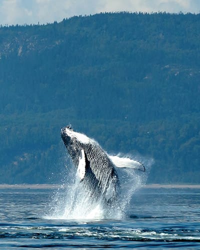 viens_voir_les_baleines_1