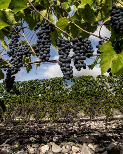 vignoble_du_marathonien_1