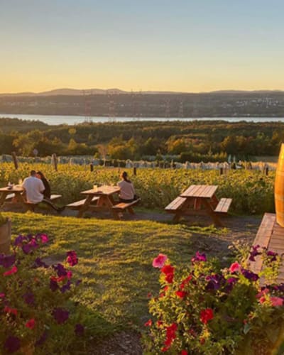 vignoble_isle_de_bacchus_1