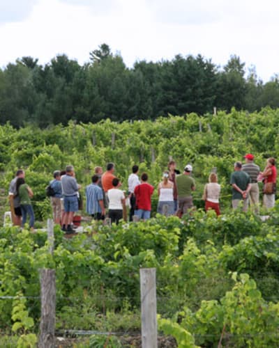 vignoble_le_cep_dargent_1