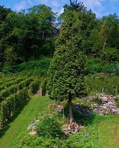 vignoble_le_domaine_des_3_moulins_1