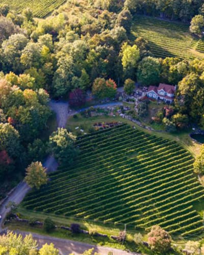 vignoble_les_murmures_1