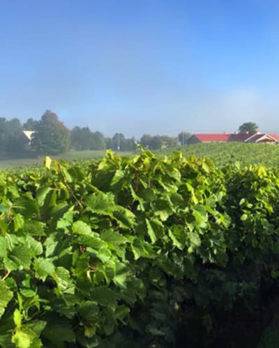 Vignoble Les Vallons de Wadleigh