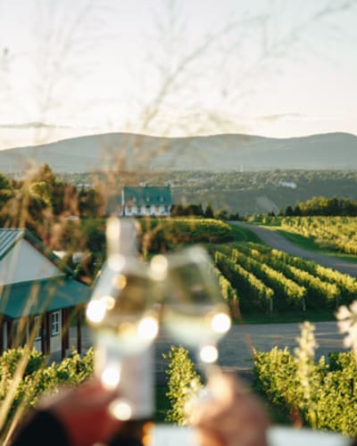 vignoble_sainte_petronille_1