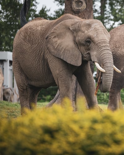 zoo_de_granby_1