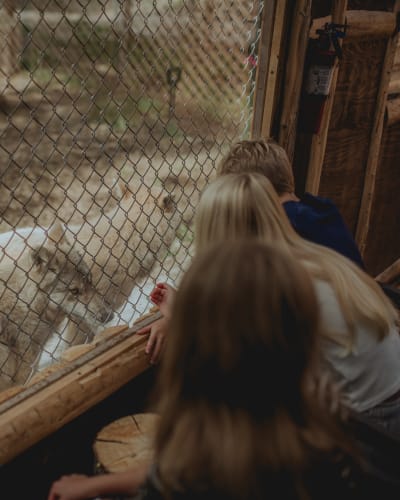 Wolf Sanctuary LUPO - Three crouching people interact with three wolves behind a fence