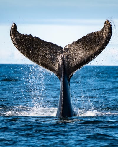 Viens voir les baleines
