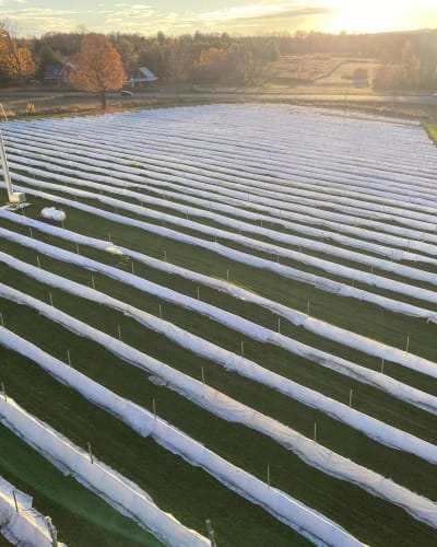 Vignoble du PicBois : aerial view