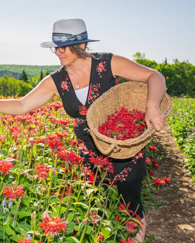 Viv-Herbes - Champs de fleurs