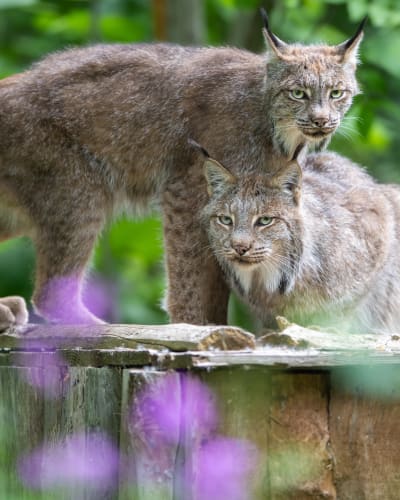 Visite du zoo