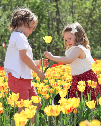 Tulipes autocueillette (Laval)