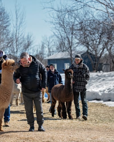 Excursion with an alpaca at Alpagasélect.