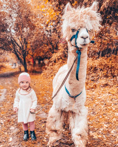 Alpagas du Domaine Poissant - A little girl next to an alpaca in autumn