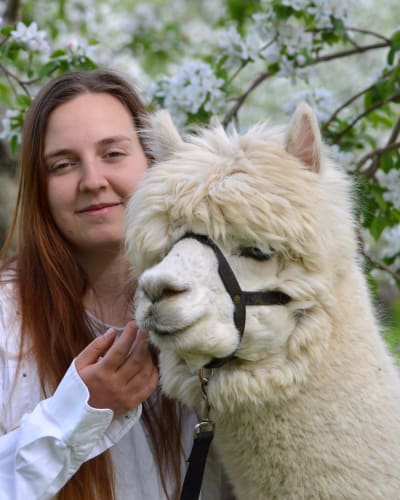 Alpagas du Domaine Poissant - Une femme et un alpaga