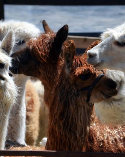 Guided tour of the farm