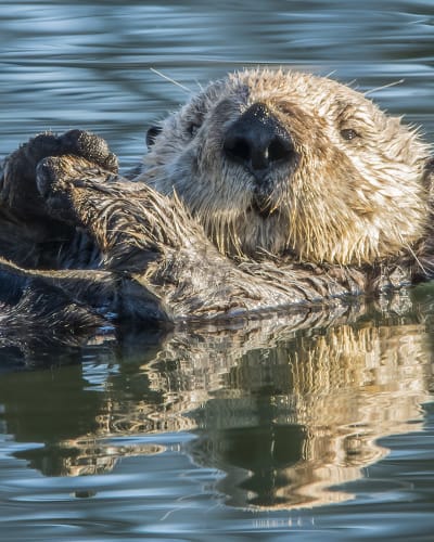Sea otter - Aquarium du Québec.