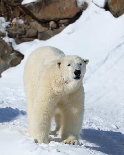 Polar bear - Aquarium du Québec