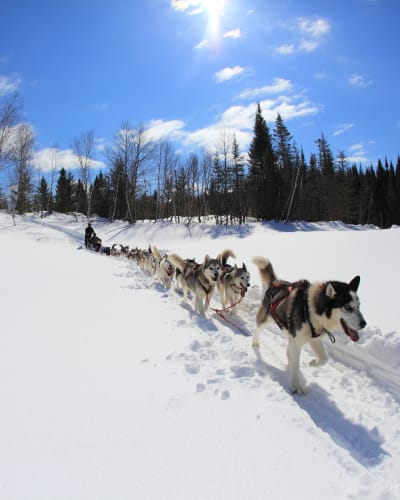 Dog sledding in the woods.