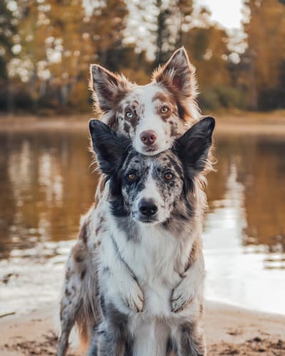 Forfait Sortie avec Toutou