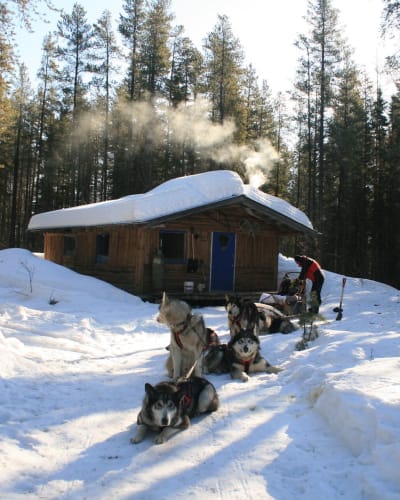 Traîneau à chiens à Aventuraid/Parc Mahikan.