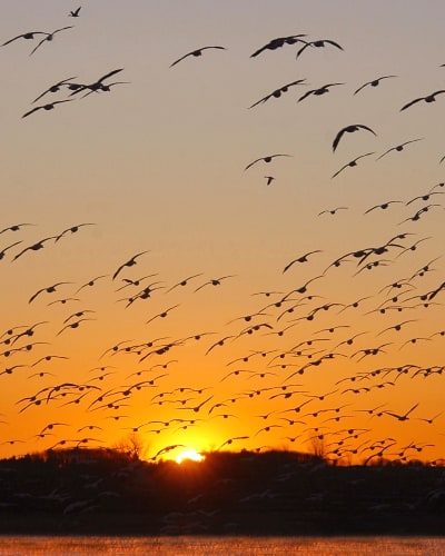 Cohabiter : 25 ans de partage au Lac Saint-Pierre.