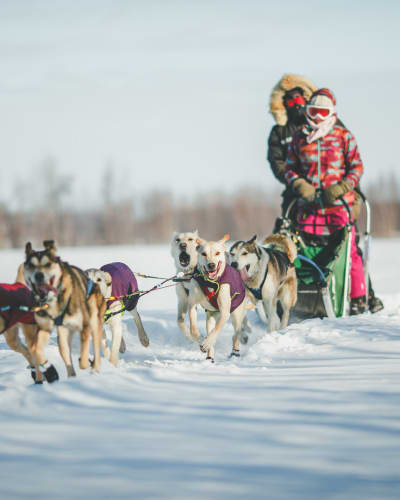 Dogsled with Bonjour Nature.
