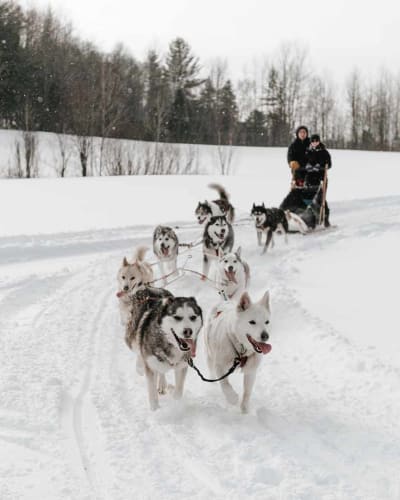 Un couple faisant du traineau à chiens.