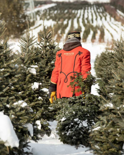 Man in an alley of fir trees.