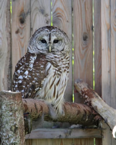 Une chouette au Centre d'interprétation des oiseaux de proie de Godbout.
