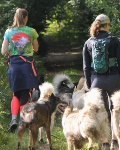 Forfait randonnée avec les huskies
