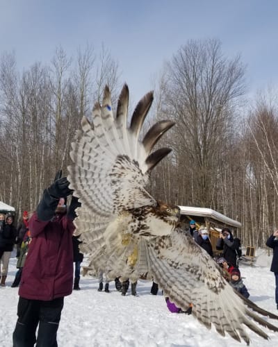 Bird flying at Chouette à voir in winter.