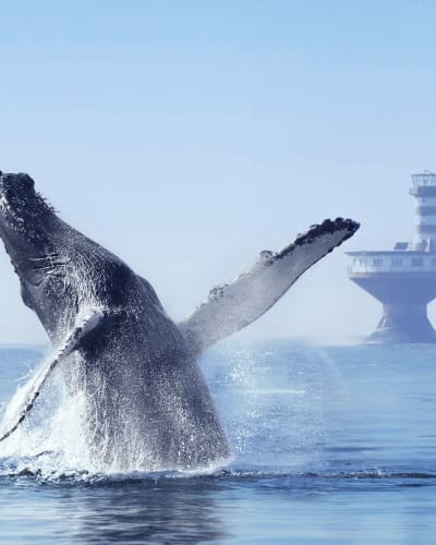 Quebec City–Tadoussac Cruise Package.
