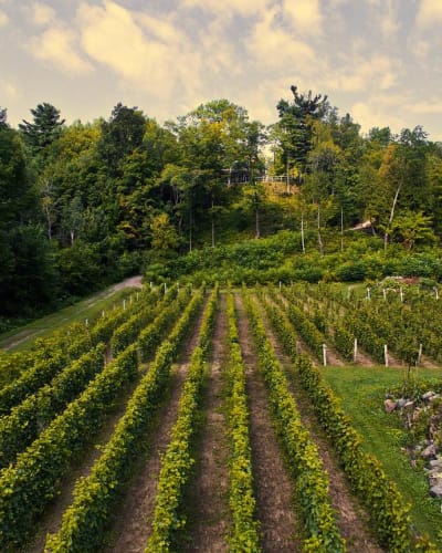 Vignoble le Domaine des 3 Moulins