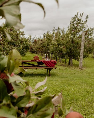 Table à pique-nique dans le verger du Domaine Labranche.