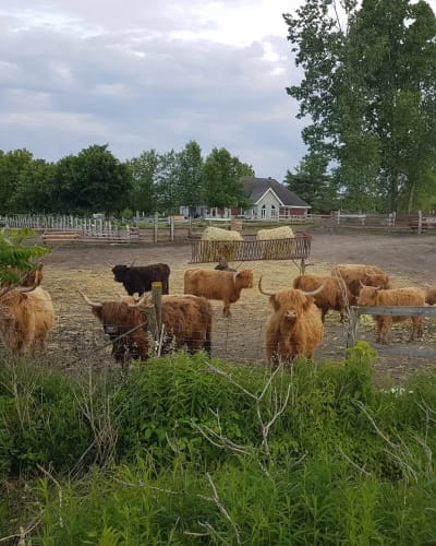 Highland cattle grazing freely in a field.